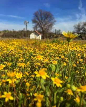 Shell Creek Vineyard flowers